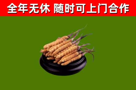 江汉区烟酒回收冬虫夏草.jpg